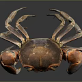 Shiny Vibrant Crab With Orange Claws And Purple Sections On Dark Background
