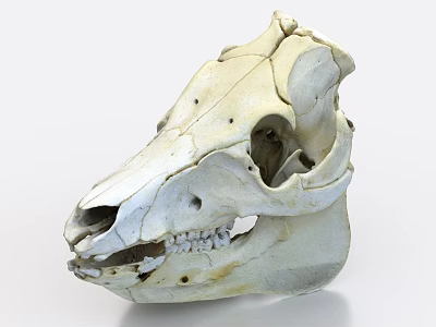 Detailed Animal Skull Sculpture With Realistic Bone Structure And Carved Teeth 3d model
