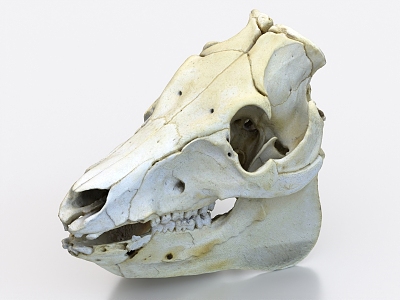 pig skull pig bone 3d model