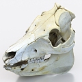 pig skull pig bone 3d model