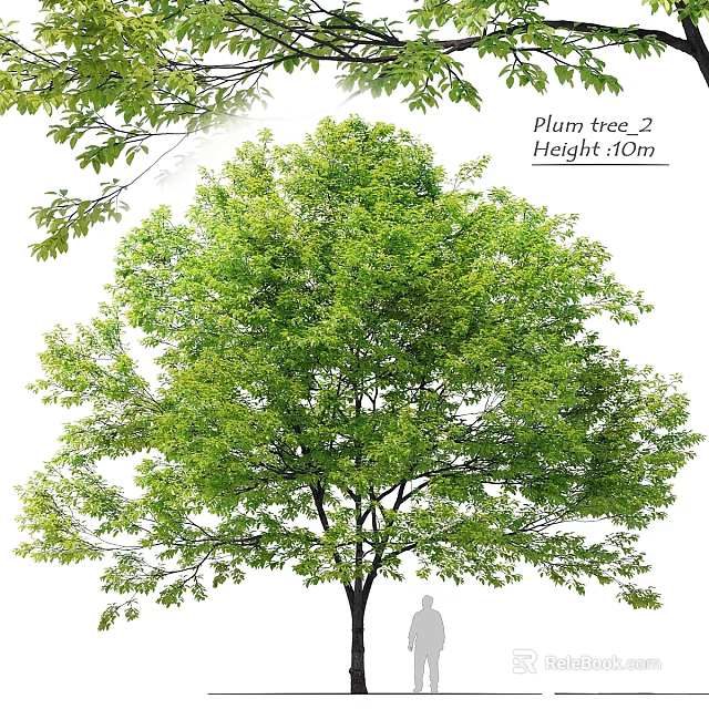 Beautiful Garden Feature With Plum Tree Height 10m And Lush Green Foliage 3d model 