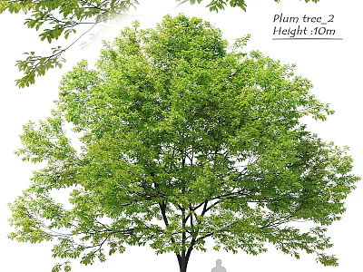 Beautiful Garden Feature With Plum Tree Height 10m And Lush Green Foliage 3d model
