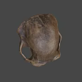 Detailed Brown Animal Skull With Natural Texture And Anatomical Features