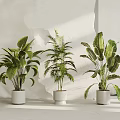 Stylish Indoor Potted Plants With White Pots Various Leafy Green Species In Bright Natural Light