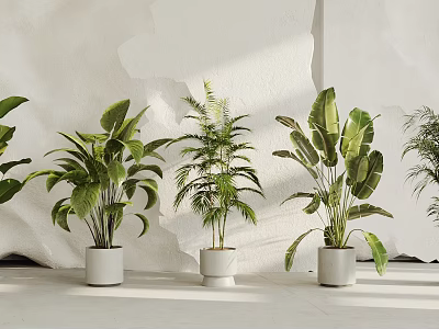 Stylish Indoor Potted Plants With White Pots Various Leafy Green Species In Bright Natural Light 3d model