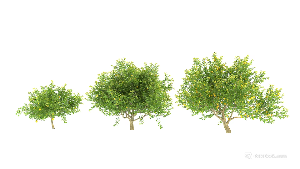 Three Different Sizes Of Lush Green Trees With Fresh Leaves For Landscaping 3d model 