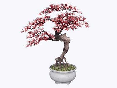 Bonsai Tree with Red Leaves and Curved Trunk in White Decorative Pot with Green Moss 3d model