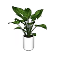 Fresh Potted Plant With Large Green Leaves In White Ceramic Pot