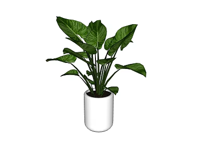 Fresh Potted Plant With Large Green Leaves In White Ceramic Pot 3d model