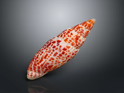 Aquatic Animal Elongated Shell With Red And White Spots Isolated On Dark Background 3d model
