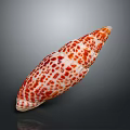 Aquatic Animal Elongated Shell With Red And White Spots Isolated On Dark Background