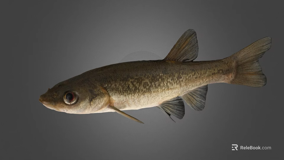 Freshwater Fish Creature With Large Eyes And Detailed Fins On Grey Background 3d model 