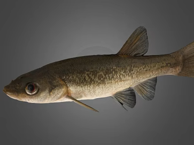 Freshwater Fish Creature With Large Eyes And Detailed Fins On Grey Background 3d model