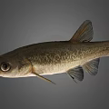 Freshwater Fish Creature With Large Eyes And Detailed Fins On Grey Background