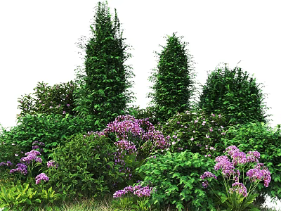 Tall and Low Growing Shrubs With Purple Flowers and Green Foliage in Garden 3d model