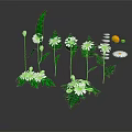 White Daisies with Green Leaves in Fresh Plant Arrangement on Reflective Surface