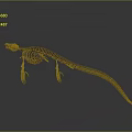 Detailed Animal Skeleton Featuring Long Tail And Limb Bones On Dark Background