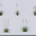 Green Natural Grass Plants With Various Growth Forms And Slender Green Stems