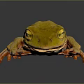Yellow Frog with Bright Orange Feet on Dark Reflective Surface in Resting Position 3d model