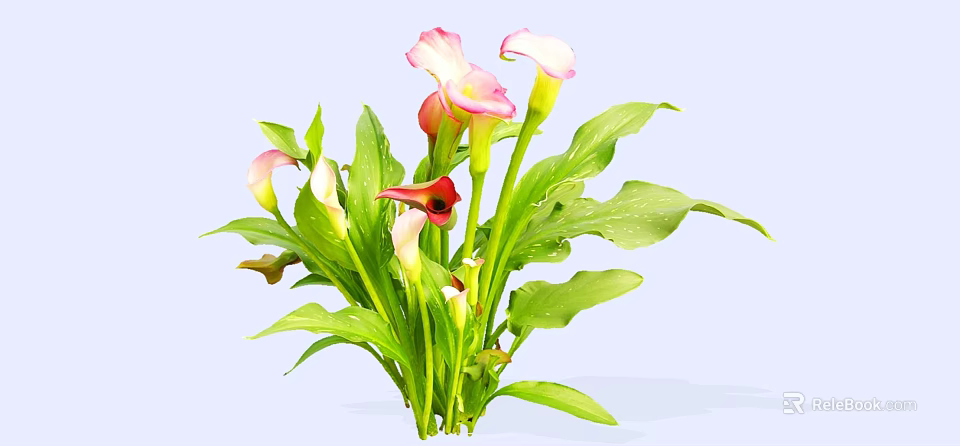 Vibrant Calla Lily Plant With Pink And Red Blooms And Green Leaves 3d model 