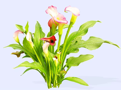 Vibrant Calla Lily Plant With Pink And Red Blooms And Green Leaves 3d model