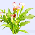 Vibrant Calla Lily Plant With Pink And Red Blooms And Green Leaves