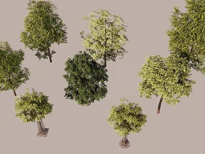 Different Varieties of Arbor Trees With Various Leaf Shapes And Heights 3d model