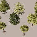 Different Varieties of Arbor Trees With Various Leaf Shapes And Heights