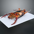 Detailed View Of Cockroach With Red And Black Body On White Paper Dark Background