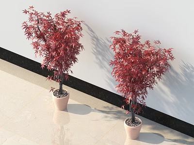 Two Red Leaf Bonsai Potted Plants In Light Pots Against White Wall And Light Floor 3d model