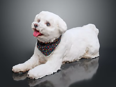 White Dog Wearing Colorful Polka Dot Bandana Lying Down With Tongue Out On Black Background 3d model