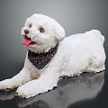 White Dog Wearing Colorful Polka Dot Bandana Lying Down With Tongue Out On Black Background