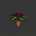 Vibrant Poinsettia Plant With Red Blooms And Lush Green Leaves In Brown Pot