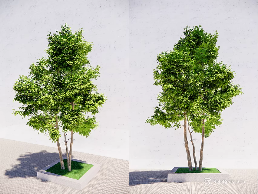 Lush Green Arbor Trees With Multiple Trunks In Square Planters Against White Wall 3d model 