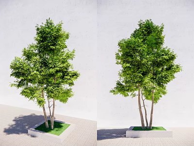 Lush Green Arbor Trees With Multiple Trunks In Square Planters Against White Wall 3d model