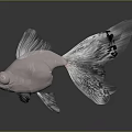 Silver Goldfish With Big Eyes And Transparent Fins On Dark Background With Reflection