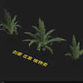 Lush Green Sword Fern Flowers And Plants With Natural Leaves And Decorative