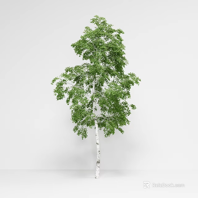 Tall Tree With White Trunk And Lush Green Leaves Isolated On Plain White Background 3d model 