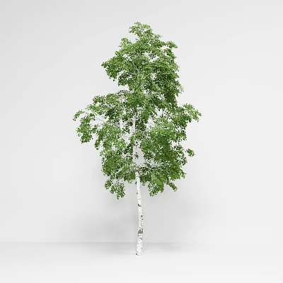 Tall Tree With White Trunk And Lush Green Leaves Isolated On Plain White Background 3d model