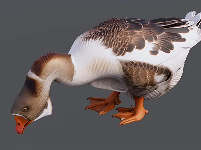 Duck With Brown White Feathers Bending Head And Orange Webbed Feet On Gray Background 3d model
