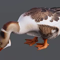 Duck With Brown White Feathers Bending Head And Orange Webbed Feet On Gray Background