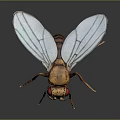 3D Rendered Yellow Fly With Blue Transparent Wings And Red Eyes