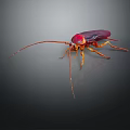 Red and Brown Cockroach With Long Antennae And Yellow Legs On Dark Background