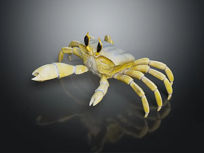 Yellow Crab With Black Eyes And Claws On Black Reflective Background 3d model