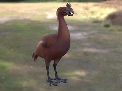 Red Crested Flying Bird Standing On Grassy Field With Natural Surroundings 3d model
