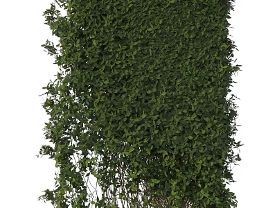 Lush Green Vines With Thick Leafy Foliage In Natural Garden Setting 3d model