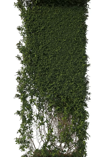 Lush Green Vines With Thick Leafy Foliage In Natural Garden Setting 3d model