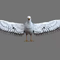 White Seagull Spreading Wings With Black Wing Tips And Yellow Beak Legs