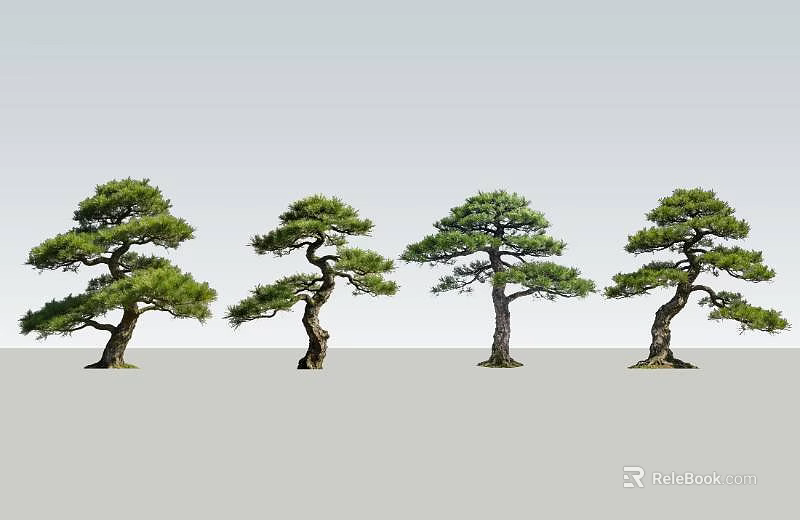 Four Beautifully Shaped Pine Trees With Lush Foliage And Curved Trunks 3d model 