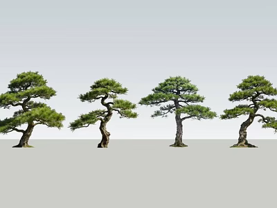 Four Beautifully Shaped Pine Trees With Lush Foliage And Curved Trunks 3d model